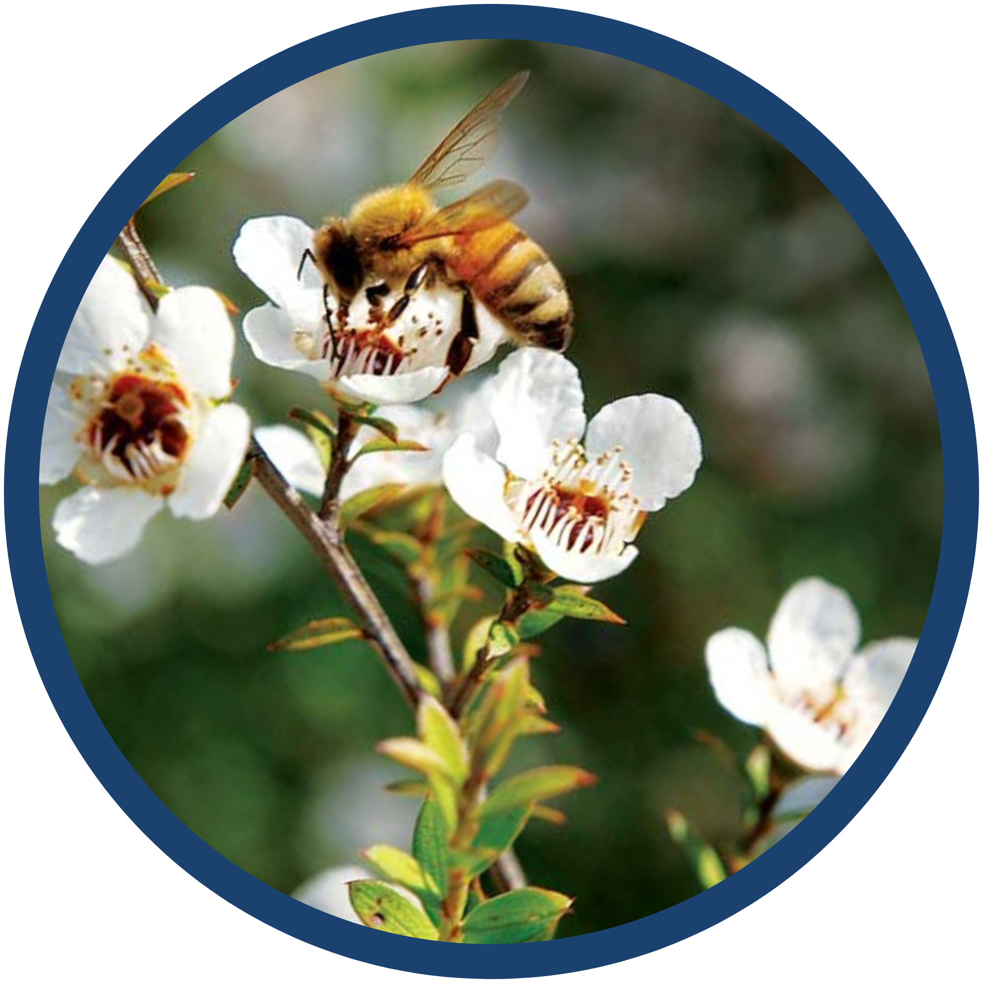 Mật ong Manuka